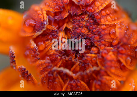 Eine Nahaufnahme eines Calendula Rosa Überraschung Vielfalt im Frühjahr entfalten. Stockfoto