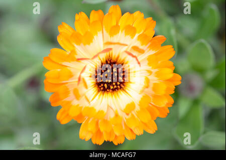 Aus der Nähe zu sehen. Eine blühende Ringelblume von Rosa Überraschung Vielfalt im Frühjahr. Stockfoto