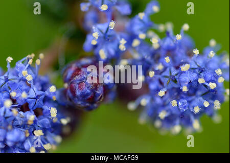 Eine Nahaufnahme der blühenden Ceanothus Blumen. Stockfoto