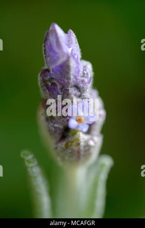 Eine Nahaufnahme von einem Lavendel Blumen beginnen zu blühen. Stockfoto