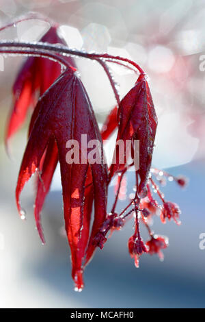 Tau tropft von japanischen Ahorn Blätter in der frühen Morgensonne. Stockfoto