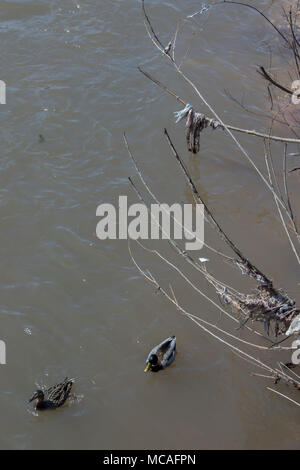 Enten schwimmen in einem dreckigen Fluss. Stockfoto