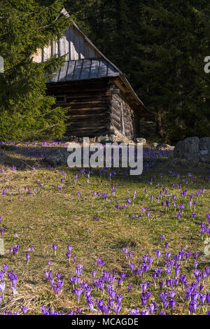 Hirten Holzhütte und wilde Krokusse blühen in den Chocholowska Tal, Tatra, Polen. Stockfoto