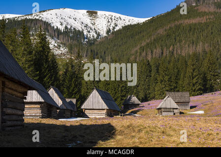 Wild lila Krokusse blühen in den Chocholowska Tal, Tatra, Polen. Schnee am Gipfel, Hirten Hütte im Hintergrund. Stockfoto