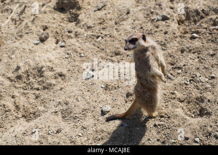 Erdmännchen in der Wüste Stockfoto