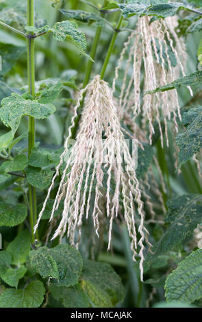 Miscanthus sinensis. Stockfoto