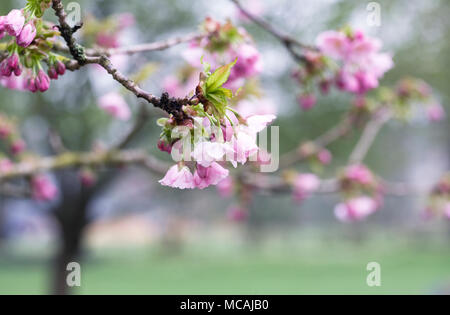 Prunus 'Matsumae - hayazaki'. Japanische Kirschblüte. Stockfoto