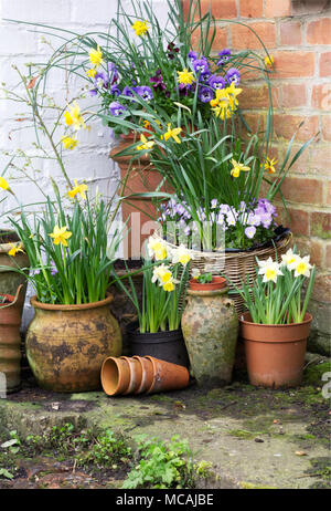 Töpfe mit Frühling Blumen in einem kleinen Garten. Stockfoto