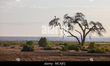 Afrikanische Savanne, flaches Land mit Silhouette eines trockenen Baum, Reiher Vogel sitzt auf dem oberen Zweig. Amboseli National Park, Kenia Stockfoto