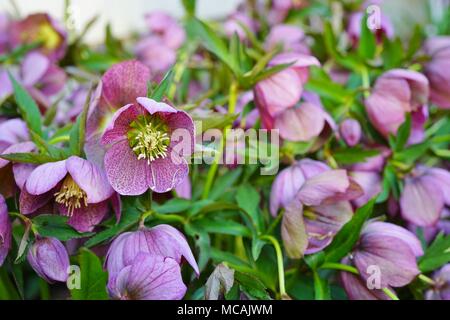 Purple Flower Blume Der helleborus Hybridus (Weihnachten oder Fastenzeit Rose) im Frühling Garten wachsenden Stockfoto