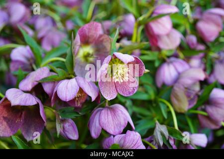 Purple Flower Blume Der helleborus Hybridus (Weihnachten oder Fastenzeit Rose) im Frühling Garten wachsenden Stockfoto