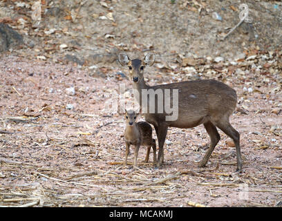 Weibliche und junge Schwein Rotwild (Hyelaphus porcinus) Stockfoto