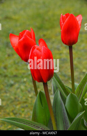 Nahaufnahme von Drei helle Scharlachrot Tulipa kaufmanniana Tulpen Der howwinner" in einem Englischen Garten, England, UK angezeigt Stockfoto