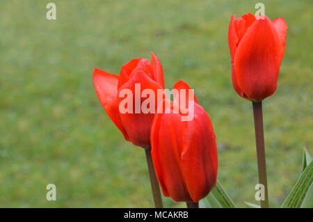 Nahaufnahme von Drei helle Scharlachrot Tulipa kaufmanniana Tulpen Der howwinner" in einem Englischen Garten, England, UK angezeigt Stockfoto