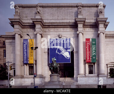 Das Amerikanische Museum für Naturgeschichte (AMNH), befindet sich auf der Upper West Side von Manhattan in New York City ist eine der größten und berühmtesten Museen der Welt. In der parkähnlichen Gelände gegenüber dem Central Park, das Museum Complex enthält 27 miteinander verbundenen Gebäuden Gehäuse 45 ständige Ausstellung Hallen, neben einem Planetarium und eine Bibliothek. Das Museum Sammlungen enthalten mehr als 32 Millionen Exemplare von Pflanzen, Menschen, Tiere, Fossilien, Mineralien, Gesteine, Meteoriten, und der menschlichen kulturellen Artefakten, von denen nur ein Bruchteil an jedem angezeigt werden können. Stockfoto
