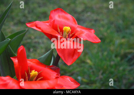 Nahaufnahme von zwei helle Scharlachrot Tulipa kaufmanniana Tulpen Der howwinner' im Englischen Country Garden, England, UK angezeigt Stockfoto