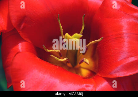 Nahaufnahme von einem hellen Scharlachrot Tulipa kaufmanniana Tulip howwinner' im Englischen Country Garden, England, UK angezeigt Stockfoto