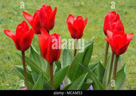 Ein Bündel von Acht helle Scharlachrot Tulipa kaufmanniana Tulip howwinner" in einem Englischen Garten, England, UK angezeigt Stockfoto