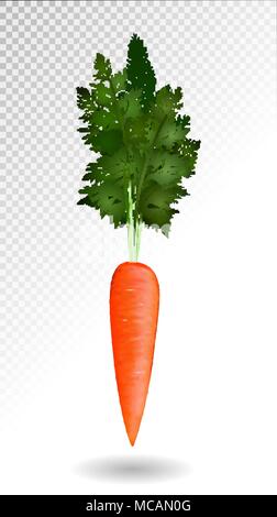 Vektor realistische Karotte auf durchsichtig Hintergrund isoliert, Gemüse Vector Illustration Stock Vektor