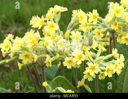 Falsche Oxlip (Primula vulgaris x Primula Veris) ist ein natürlich vorkommendes Hybrid zwischen Primel (Primula vulgaris) und Schlüsselblume (Primula Veris). Bedgeb Stockfoto