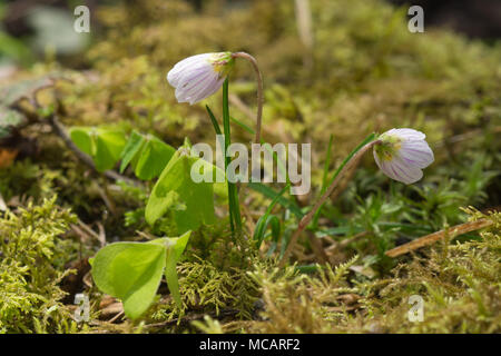 Sauerklee (Oxalis) Blumen auf uralten Waldboden im Frühjahr, Berkshire, Großbritannien Stockfoto