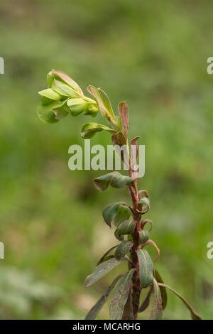 Holz Wolfsmilch (Euphorbia amygdaloides) an Bowdown Woods, Berkshire, Großbritannien Stockfoto