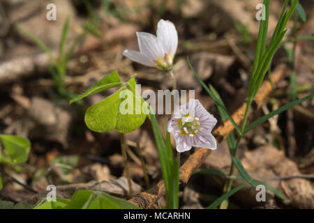 Sauerklee (Oxalis) Blumen auf uralten Waldboden im Frühjahr, Berkshire, Großbritannien Stockfoto