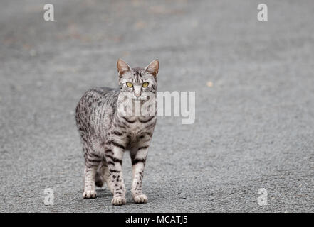 Ein Egyptian Mau Katze stehend auf einer Asphaltstraße Stockfoto