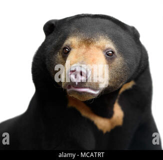 Kopf Portrait von Malayan sun bear, die kleinste der Bären, auf weißem Hintergrund Stockfoto