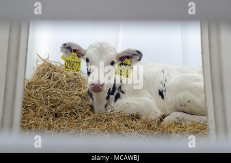 Sosnovsky Bezirk, Region Tambow, Russland. 15 Apr, 2018. Kälber in den einzelnen Häusern Credit: Aleksei Sukhorukov/ZUMA Draht/Alamy leben Nachrichten Stockfoto