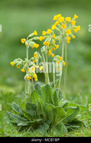 Saxby, Großbritannien, 14. April 2018 erste Anzeichen des Frühlings. Gemeinsame Schlüsselblume (Primula Veris) in Brightwater Gärten, Saxby, Lincolnshire, Großbritannien. 14. April 2018. Quelle: LEE BEEL/Alamy leben Nachrichten Stockfoto