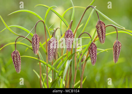 Saxby, Großbritannien, 14. April 2018 erste Anzeichen des Frühlings. Die Schlange Kopf fritillary (Fritillaria meleagris) in Brightwater Gärten, Saxby, Lincolnshire, Großbritannien. 14. April 2018. Quelle: LEE BEEL/Alamy leben Nachrichten Stockfoto