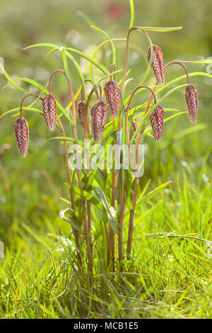 Saxby, Großbritannien, 14. April 2018 erste Anzeichen des Frühlings. Die Schlange Kopf fritillary (Fritillaria meleagris) in Brightwater Gärten, Saxby, Lincolnshire, Großbritannien. 14. April 2018. Quelle: LEE BEEL/Alamy leben Nachrichten Stockfoto