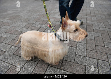 TOKYO, Japan - 15. April: Ein Hund ist während der Wanwan Karneval im Yoyogi Park, Tokyo, Japan, am 15. April 2018 gesehen. Yoyogi Park Wanwan Karneval ist der größte Hund Veranstaltung statt und zieht jedes Jahr Hunderte von Besuchern kostenlos, wo sie Hunde den ganzen Tag genießen können. (Foto: Richard Atrero de Guzman/LBA) Stockfoto