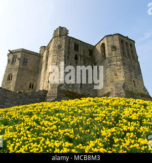 Narzissen blühen durch Warkworth Castle in Northumberland, North East England. Die Blumen zeigen, dass der Frühling im Vereinigten Königreich angekommen ist. Stockfoto