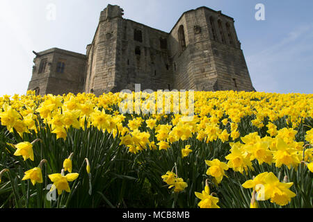 Narzissen blühen durch Warkworth Castle in Northumberland, North East England. Die Blumen zeigen, dass der Frühling im Vereinigten Königreich angekommen ist. Stockfoto