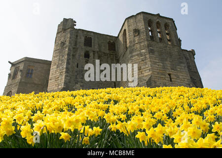 Narzissen blühen durch Warkworth Castle in Northumberland, North East England. Die Blumen zeigen, dass der Frühling im Vereinigten Königreich angekommen ist. Stockfoto