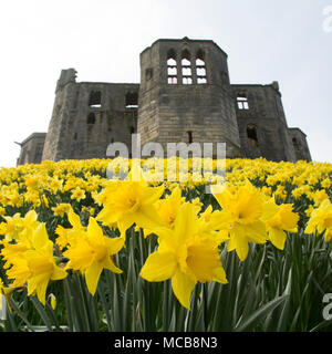 Narzissen blühen durch Warkworth Castle in Northumberland, North East England. Die Blumen zeigen, dass der Frühling im Vereinigten Königreich angekommen ist. Stockfoto