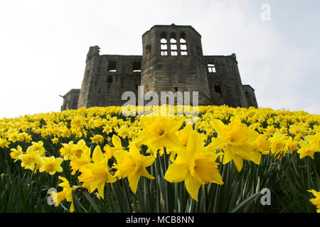 Narzissen blühen durch Warkworth Castle in Northumberland, North East England. Die Blumen zeigen, dass der Frühling im Vereinigten Königreich angekommen ist. Stockfoto