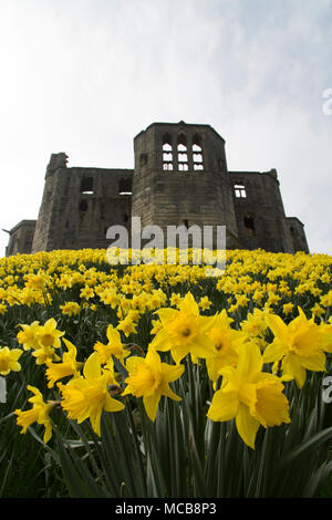 Narzissen blühen durch Warkworth Castle in Northumberland, North East England. Die Blumen zeigen, dass der Frühling im Vereinigten Königreich angekommen ist. Stockfoto