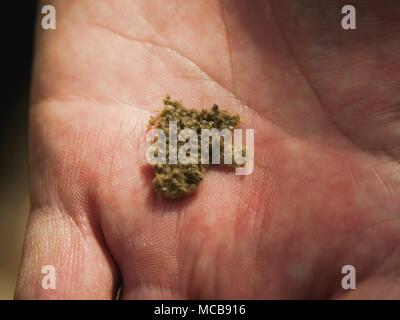 03 April 2018, Deutschland, Werneck: Ralf Petercord, Leiter der Abteilung Waldschutz der Bayrischen Landesanstalt für Forstwirtschaft, holding Schwammspinner Eier in der Hand. In diesem Jahr, Eichen in Teilen der Freistaat Bayern angesichts der akuten Bedrohung von zigeunermotten. Foto: Nicolas Armer/dpa Stockfoto