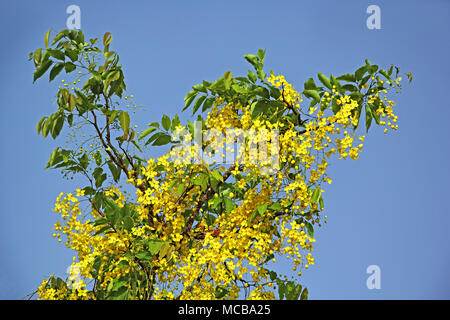 Goldene Dusche oder Cassia Fistula, die nationale Blume von Thailand, Blüte im Zweig. Konna genannt in Kerala, Indien und ist Teil der hinduistischen Vishu Festival Stockfoto