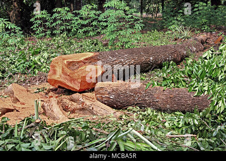 Leitungen von unten gefällt riesige reifen Mahagoni Baum im Wald liegen in Kerala, Indien Stockfoto