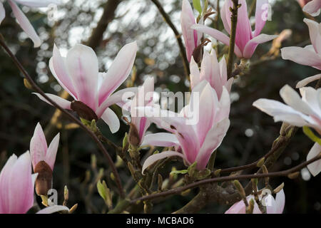 Magnolie/Laubbäume Tulip Tree im Frühjahr 2018 im heimischen Garten Licht der Abendsonne mit ziemlich blass rosa und weißen Mehl und grüne Triebe Stockfoto