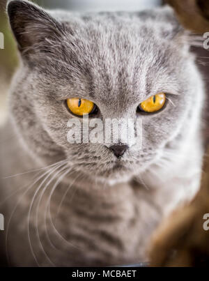 Portrait von Britisch Kurzhaar Katze mit blauen und grauen Pelz. Geringe Tiefenschärfe. Stockfoto