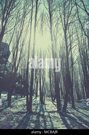 Sonnenlicht im Wald, retro Film gefiltert. Stockfoto