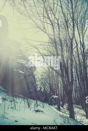 Sonnenlicht im Wald, retro Film gefiltert. Stockfoto