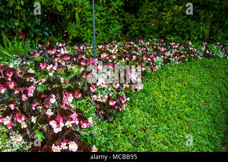 Burgund und Rosa begonia Grenze, umrandet mit grünen Stockfoto