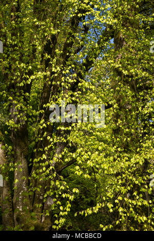 Vivid Green Spring Wachstum auf einer ausgereiften Buche in Nord Wales, Großbritannien. Stockfoto