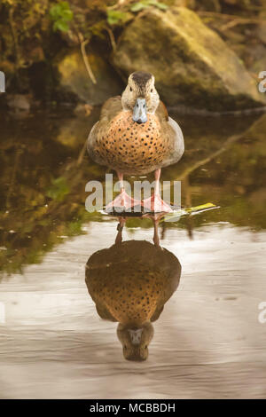 Beringt teal Ente vorne Portrait mit Reflexion im Wasser Stockfoto